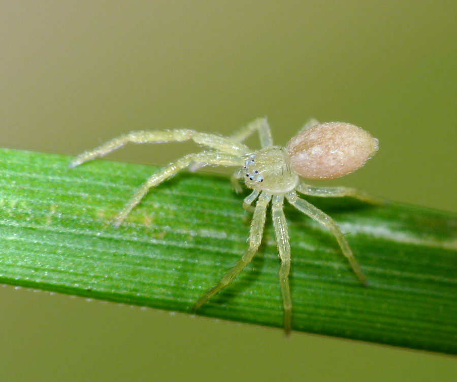 Philodromus sp.